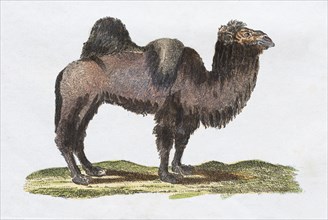 Camelid (Camelidae)