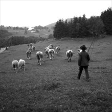 Shepherd with cows on the way on fields