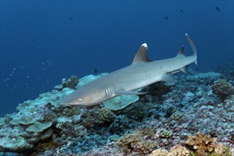 Whitetip reef shark (Triaenodon obesus) floats over coral reef