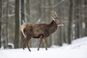 Red deer (Cervus elaphus) in the snowy forest