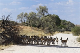 Herd of springboks (Antidorcas marsupialis) standing in the shade