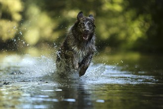 Dark Border Collie with long fur jumps through splashing water in the forest