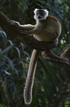 A lemur (hybrid of Ceronenmaki and Black Lemur