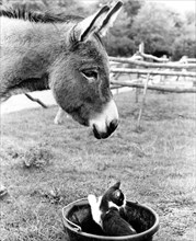 Donkey with cat in bucket