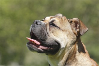 Continental Bulldog