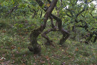 Crooked Oaks (Quercus)