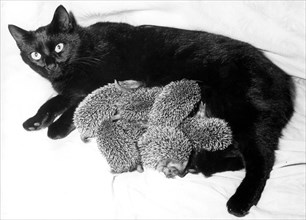 Black cat suckling six hedgehogs