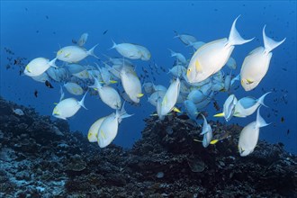 Swarm Yellowfin surgeonfish (Acanthurus xanthopterus) over coral reef