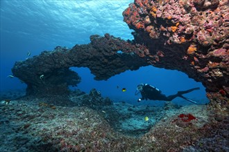 Diver diving through coral reef