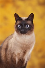 Siamese cat old type