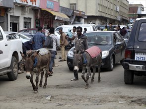 Two donkeys between the cars on bad road