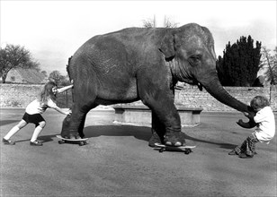 Two girls help an elephant skateboarding