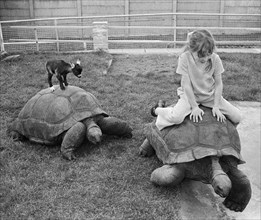 Little goat and girl riding turtles