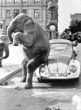 Elephant on VW