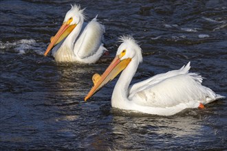 A pair of American white pelicans (Pelecanus erythrorhynchos) in breeding plumage on water during a windy day