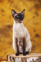 Siamese cat old type