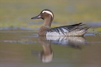 Garganey (Anas querquedula)