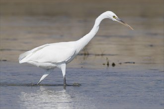 Western Reef Heron (Egretta gularis schistacea)