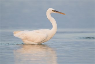 Western Reef Heron (Egretta gularis schistacea)