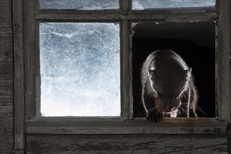 Beech marten (Martes foina) with chicken egg at the window of a barn