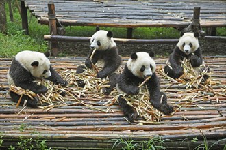 Panda bears or Giant Pandas (Ailuropoda melanoleuca) eat bamboo shoots