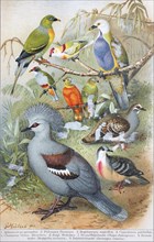 Historical image of various Pigeons and doves