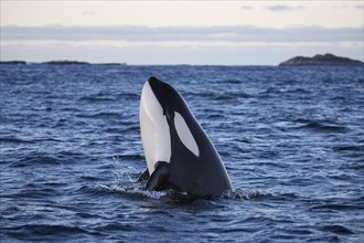 Orca (Orcinus orca) spy hopping by holding the head out of the water