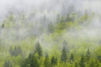 Mixed forest in spring in the fog
