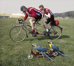 Competition two cyclists race against two parrots