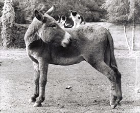 Cats ride on donkeys