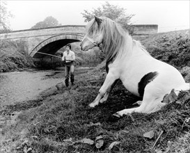 Horse and angler on shore