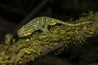 Canopy Chameleon (Furcifer willsii) on mossy branch