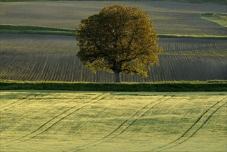 Field of wheat with solitary tree