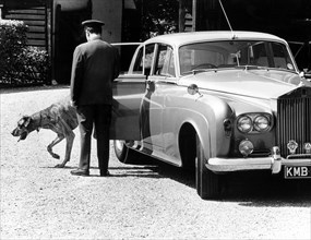 Dog gets out of Rolls Royce Limousine