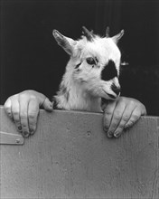 Goat with human hands