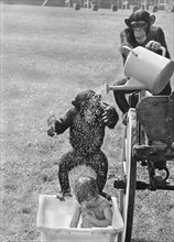 Chimpanzees wash a girl