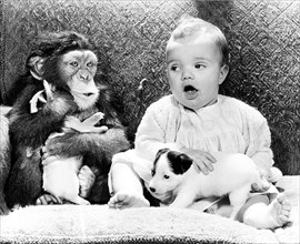 Baby with chimpanzee and little Jack Russell Terrier