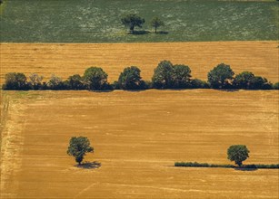 Trees in the cereal field