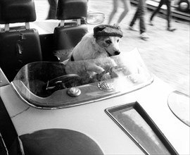 Jack Russell drives a car