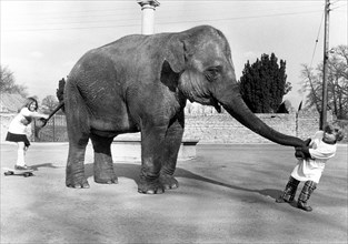Children play with elephant