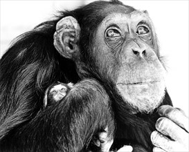 Chimpanzee holding little monkeys in his arms