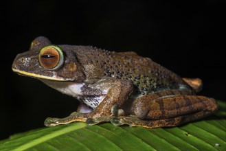 Tree climbing frog species (Boophis albilabris)