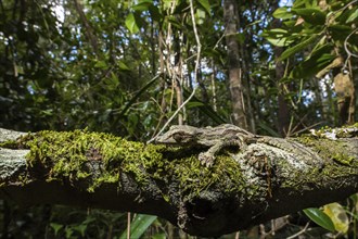 Mossy leaf-tailed gecko (Uroplatus sikorae)