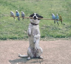 Dog balances 6 budgies