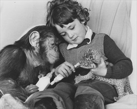 Chimpanzee and a boy feeding a baby predator