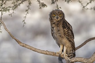 Spotted eagle-owl (Bubo africanus)