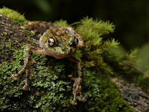Madagascar frog (Spinomantis sp) on moss