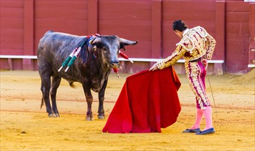 Bull stands in front of Matador