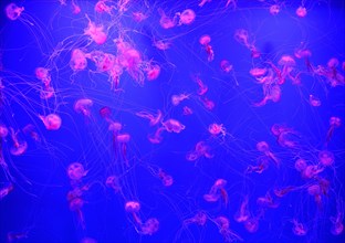 Common jellyfishes (Aurelia aurita) in coloured light