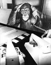 Chimpanzee on the phone